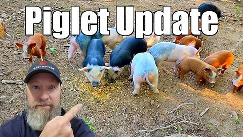 Update on the Piglets @UncleTimsFarm