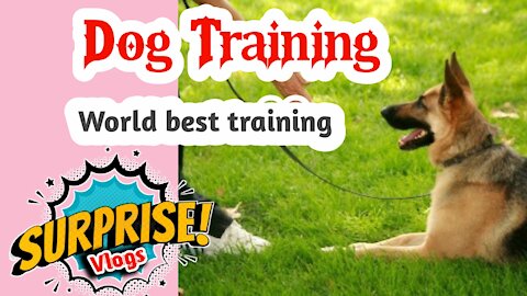 || Dog Training Collar With Remote || What Is The Difference Between Shock Collar And e Collar