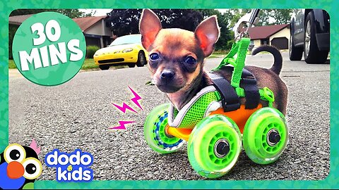 30 Minutes Of Animals Who Love Their High-Tech Humans | Dodo Kids | Animal Videos For Kids