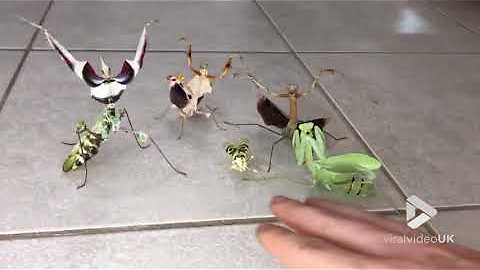 This Praying Mantis 'Boy Band' Waits For A Female To Arrive