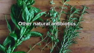 Ask Dr. Nandi: Are natural antibiotics safe, effective?