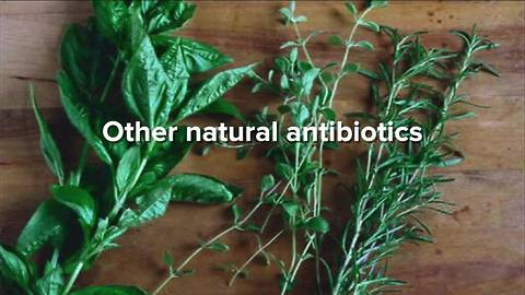 Ask Dr. Nandi: Are natural antibiotics safe, effective?