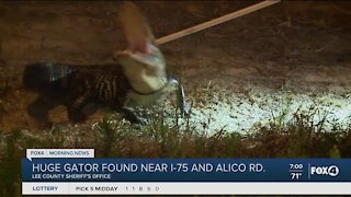 Deputies find huge alligator on Aliico Road