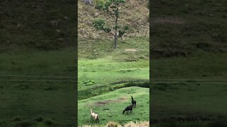 Horses watch deer meander through the paddock