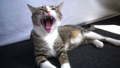 Funny Kitten Yawns and Jumps Up