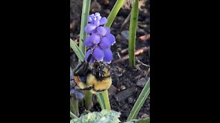 Bumble bee garden visitor 🐝