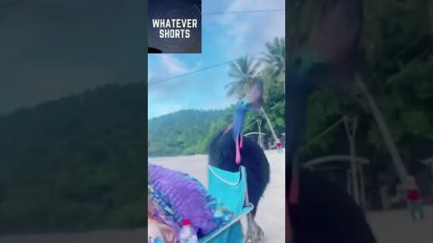 Cassowary gets curious about what the humans are doing #shorts #animals #funny #people
