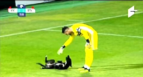 Funny Dog interrupts football game, wants belly rubs