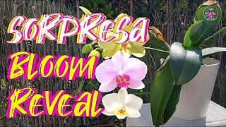 🙌🏼😍 Successful Rescue Phalaenopsis Orchid Bloom Reveal 😍🙌🏼 Prediction Announced 🥳 #ninjaorchids