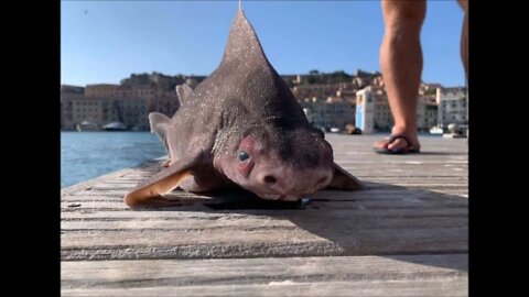 Shark With Pig Face Caught And It Is Adorable Paranormal News
