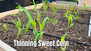 Thinning out sweet corn