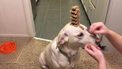 Ultimate Focus Dog Trick For Treats!