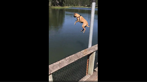 Dog Gets Serious Airtime While Diving Into Lake