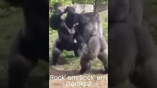 Rock'em Sock'em Gorillas #funnyanimals #gorilla #wrestling