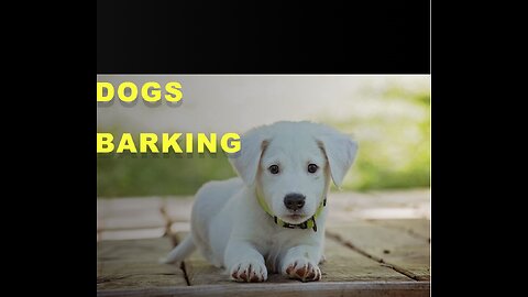 Top 10 dog barking videos Compilation 2023- Dogs sound Funny, Funny Videos ♥️