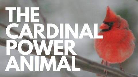 The Cardinal Power Animal