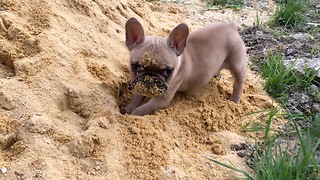 Baby French Bulldog plays in the sand