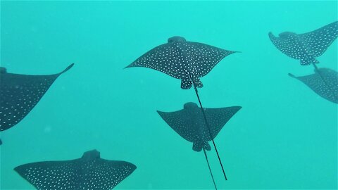 Diver swims with majestic spotted eagle stingray formation