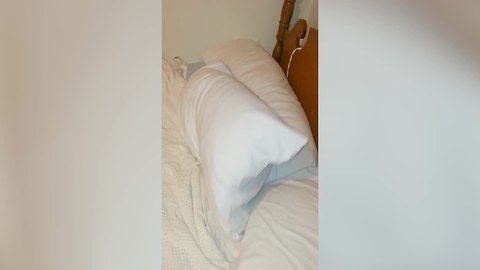 Funny Dog Loves To Hang Out In A Pillowcase