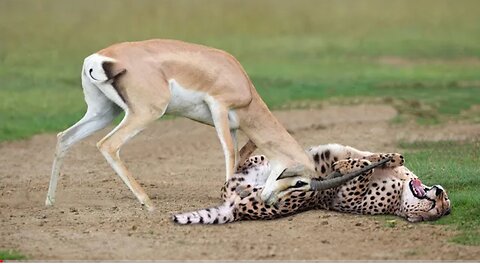 World's fastest animals fail ! Grant's Gazzele take down cheetah with horns