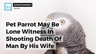 Pet Parrot May Be Lone Witness In Shooting Death Of Man By His Wife