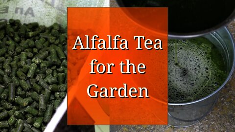 Alfalfa Tea for the Garden