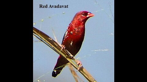 Red Avadavat bird video