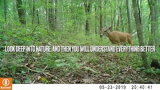 Trail Camera Video of Wildlife on a Homestead in Middle Tennessee 28