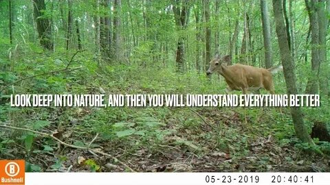 Trail Camera Video of Wildlife on a Homestead in Middle Tennessee 28