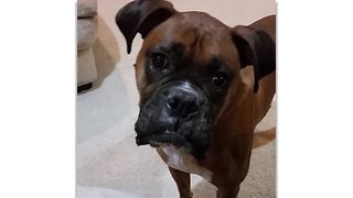 Boxer Dogs Are The Best!