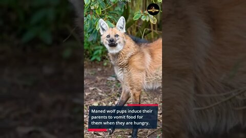 Quick Facts About The Maned Wolf - #shorts
