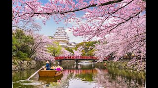 Cherry Blossom in Tokyo 2021 and latest updates on Japan 桜 さくら