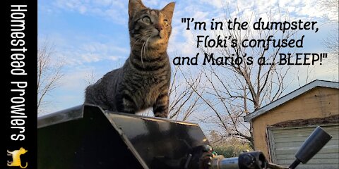Otis Cat and Floki Cat Star In High Drama At The Chicken Shack