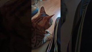 Annoying my cat with silly noises 😹🐆💨