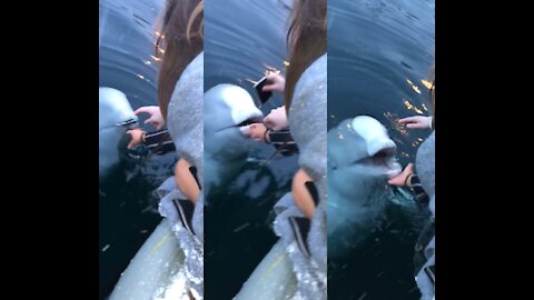Beluga Whale Retrieves Girls Phone. Shocking😳