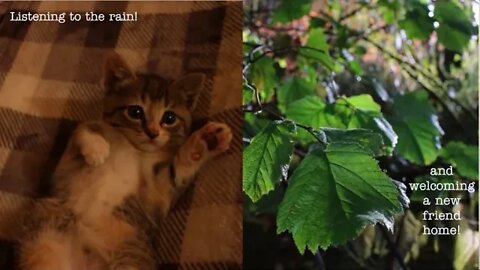 Living life - Vlog 29 | The rain is back, and bringing a new kitten home!