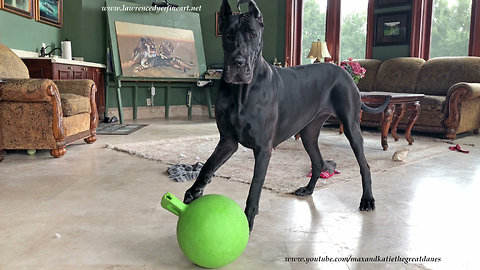 Playful Great Danes Enjoy Indoor Jolly Ball Fun