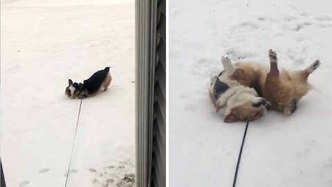 Cute little corgi is so excited to play in the snow