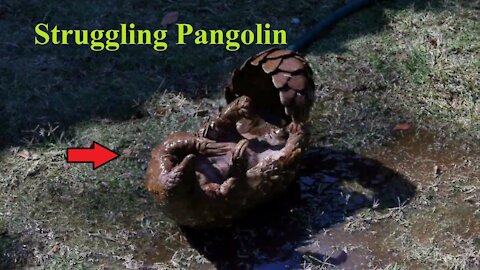 A Struggling Pangolin