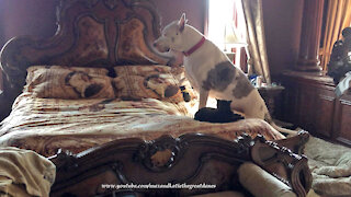 Funny Great Dane Climbs Over Cat To Get Comfy In Bed