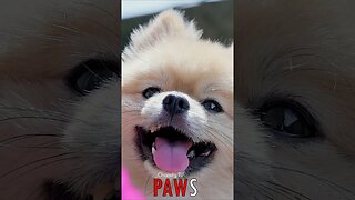 🐶 #PAWS - Gaze of Charm: Captivating Pomeranian Puppy Delights the Camera 🐾