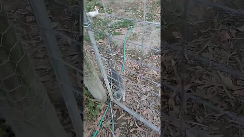 Wilbur still playing in the paddock, runs up the tree #cat #cats #kittens #cutecats #cutekittens