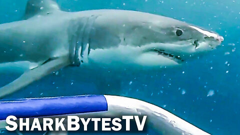 Shark Attack Caught on Video, Shark Bytes TV Ep 31, Cage Diving Giant Great Whites Attacking PART 4