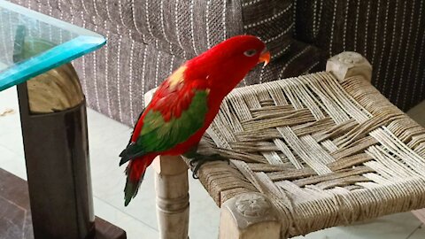 Red Parrot Brings Girlfriend Over To Meet The Woman He Visits Every Day | The Dodo Wild Hearts