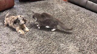 Dog and cat wrestling match is the cutest thing you'll see today