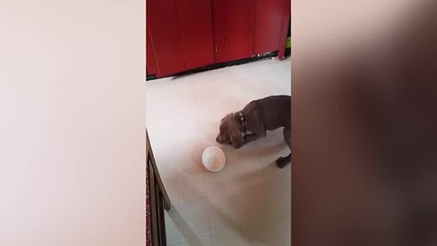 Hungry Dog Barks At Empty Bowl