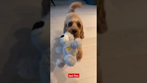 Aww adorable #cute #tiktok #funnyanimals #funnyvideos #dog