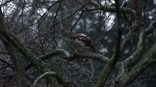 Hawk Having Breakfast