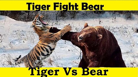Tiger Attack Bear. Tiger Vs Bear Fight. (Tutorial Video)