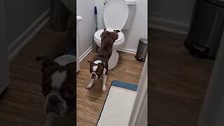 Boston Terrier has to much to drink and has to use the toilet